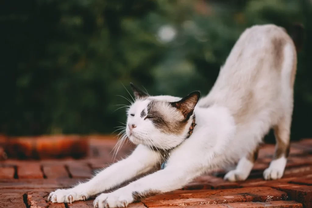 cat streching